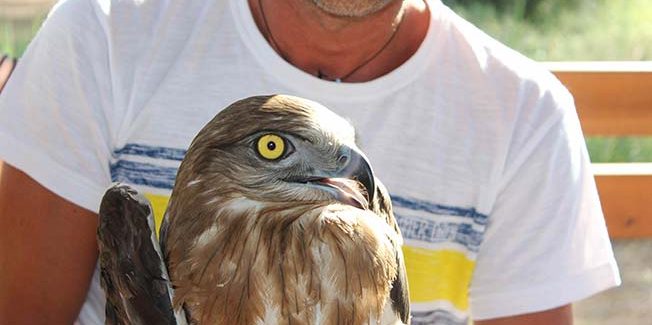 Περίθαλψη και αποστολή  τραυματισμένου Φιδαετού