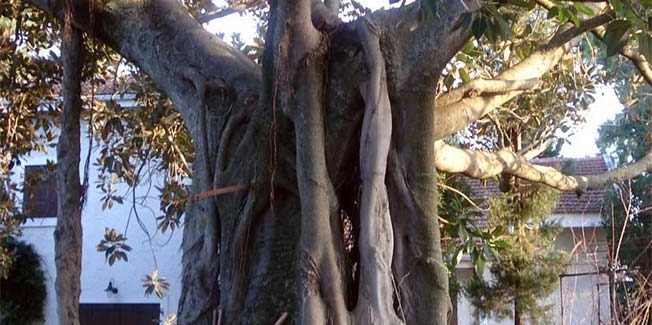 Δελλαπορτάτα: Ένα ερημωμένο μικρό  χωριό της Παλικής