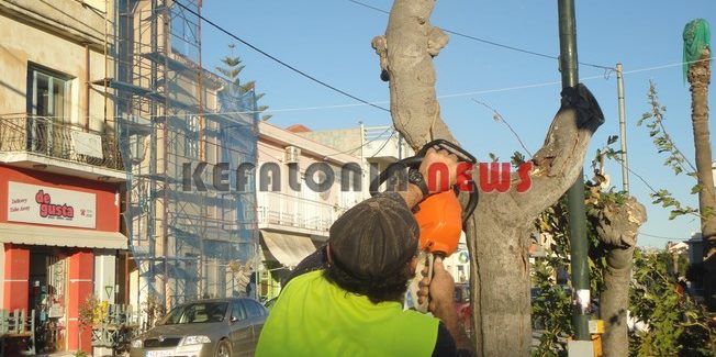«Σκοτώνουν» τα δέντρα αν μαραθούν;