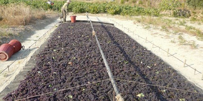 Το τελευταίο «ξάπλωμα» τση Ληξουριώτικης  μαύρης σταφίδας