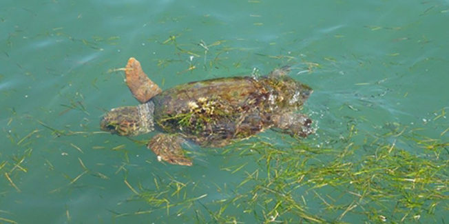 Για την προστασία της θαλάσσιας χελώνας Caretta caretta