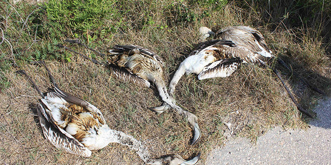 Εύρεση στον Αίνο τριών νεκρών σπάνιων ειδών της ορνιθοπανίδας.
