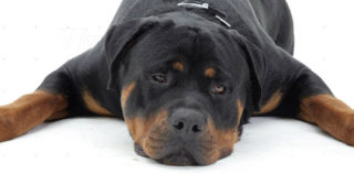 Μήνυμα Δήμου Σάμης για την Παγκόσμια Ημέρα Αδέσποτων Ζώων