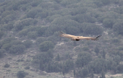 Πρώτη καταγραφή Όρνιου (Gyps fulvus) μετά από χρόνια στην Κεφαλονιά