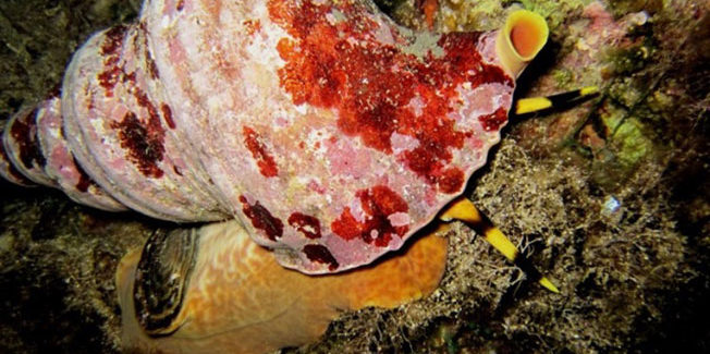 Παράθυρο στον βυθό – Θαλάσσιοι οργανισμοί της Κεφαλονιάς & της Ιθάκης