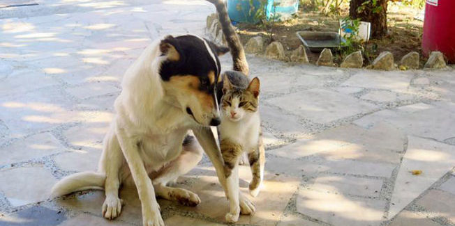 Το ΚΚΕ στηρίζει το αίτημα της Πανελλαδικής Φιλοζωικής Ομοσπονδίας για τη σίτιση και φροντίδα χιλιάδων ζώων ΚΚΕ ΠΟΛΙΤΙΚΗ