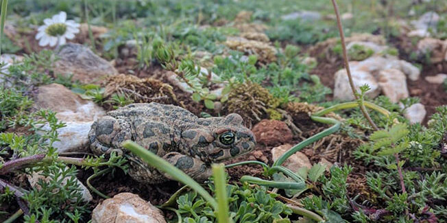 Η Fraport Greece σύμμαχος στη διάσωση της πανίδας