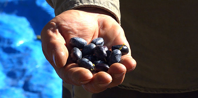 Τηλε-ημερίδες για την προστασία του ελαιώνα