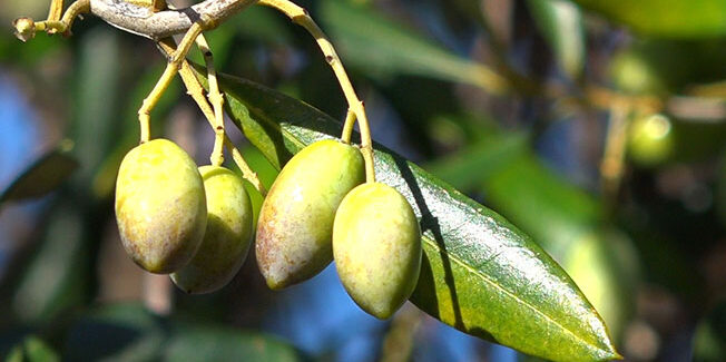 Ε.Α.Σ. : Παράταση αιτήσεων για το κορωνοβοήθημα στους ντόπιους  Ελαιοκαλλιεργητές