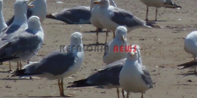 Το ατελείωτο τραγούδι των πουλιών…..