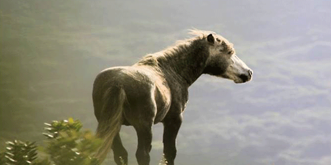 ΠΡΑΤΤΕΙΝ ΑΛΟΓΑ (ΠΡΑΣΙΝΑ ΑΛΟΓΑ)