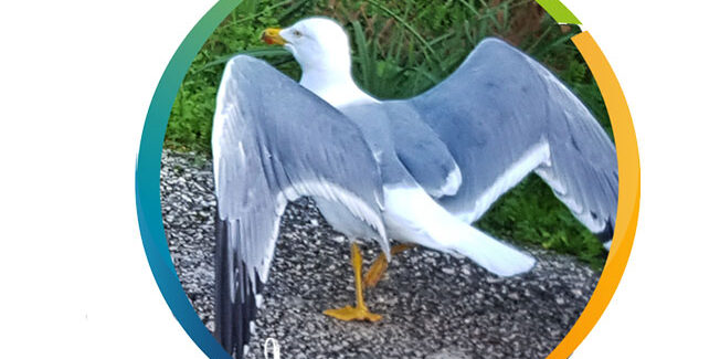 Ένα πτηνό με σπαθάτες φτερούγες…….