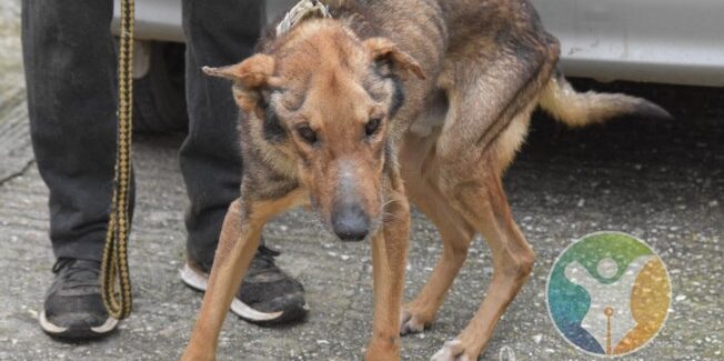 Σκύλος σε άσχημη κατάσταση στο Ληξούρι
