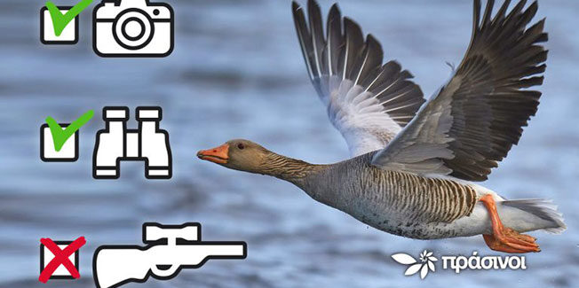 Πράσινοι: Όχι άλλη προνομιακή εξαίρεση για τους κυνηγούς