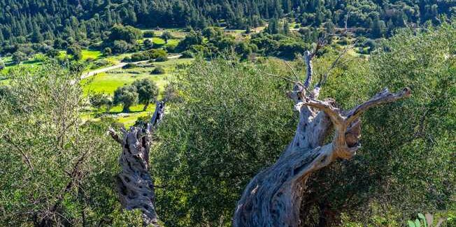 Η ομάδα του έργου ORCHIDCULTURE ξεκίνησε δυναμικά τη νέα χρονιά …….