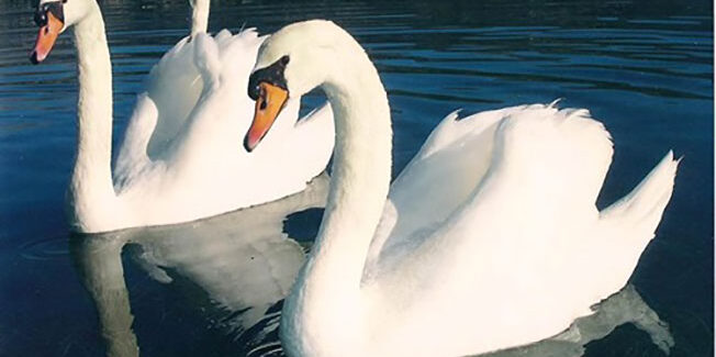 Γενική αδιαφορία για την πανίδα του Κουτάβου.