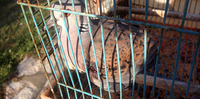 Αιματηρή υποδοχή των Τρυγονιών στα Ιόνια νησιά με την ανοχή της  Πολιτείας για ακόμη μία χρονιά;