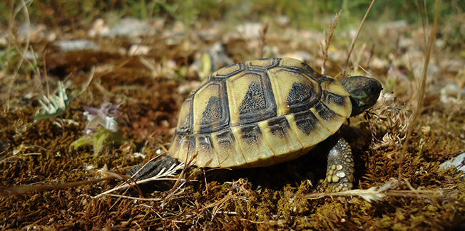 Ένα μικρό χελωνάκι ξηράς (είδος: Testudo hermanni) απελευθερώθηκε στην φύση!