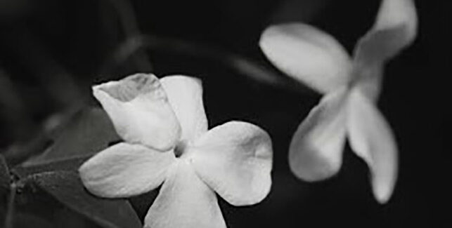 “… δυστυχώς τελικώς επτωχεύσαμεν …”