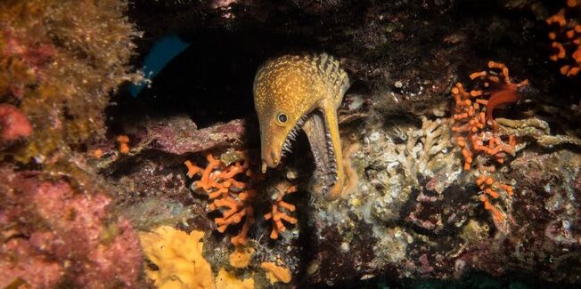 Υποβρύχιοι Θησαυροί της Κεφαλονιάς