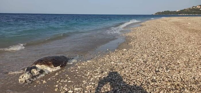 Νεκρή θαλάσσια χελώνα στην παραλία Αράγια του Πόρου Κεφαλονιάς!