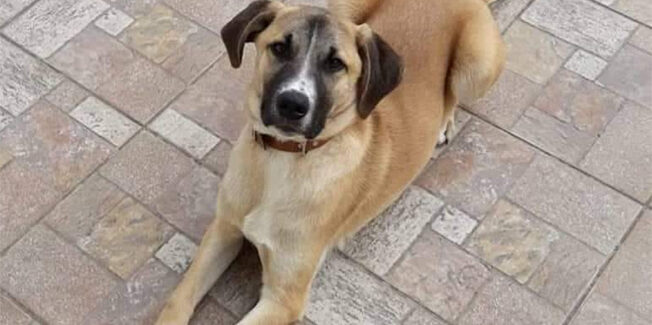 Χάθηκε…. ακούει στο όνομα Μίμης..