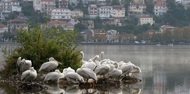 Σε πτώση οι πληθυσμοί υδρόβιων πουλιών και στην Ελλάδα