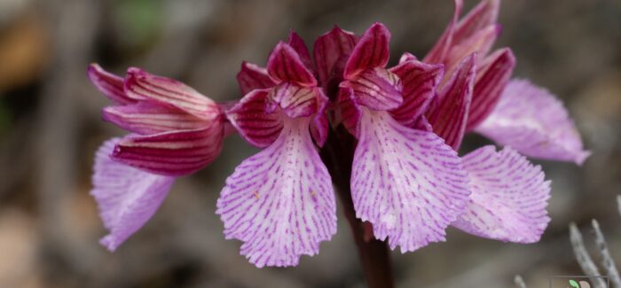 Ημερίδα: «Οι αυτοφυείς ορχιδέες της Κεφαλονιάς και της Ιθάκης»