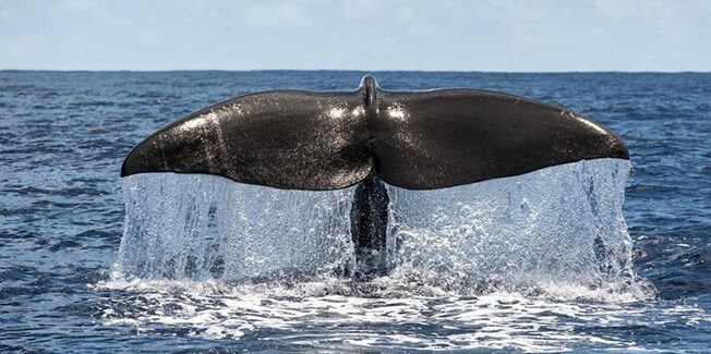 Η ιστορία επαναλαμβάνεται: τα ΕΛΠΕ ξεκινούν σεισμικές έρευνες στο Ιόνιο……