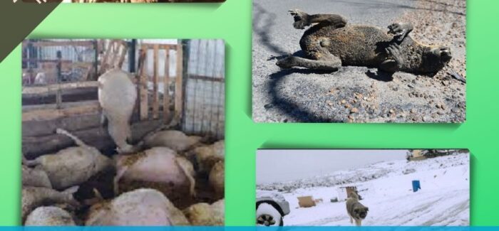 Κόμμα για τα Ζώα: Οι αλλαγές στην Πολιτική Προστασία……