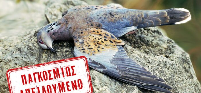 Η μη πάταξη της ανοιξιάτικης λαθροθηρίας σκοτώνει τα Τρυγόνια