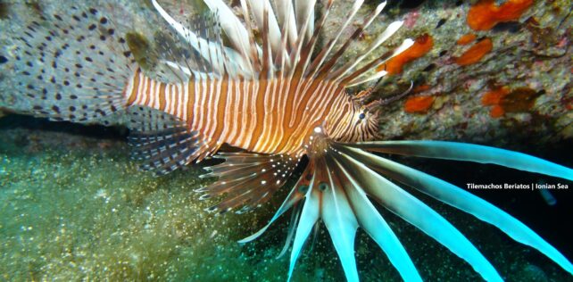To πανέμορφο αλλά και επικίνδυνο «Λεοντόψαρο» και άλλα ξενικά  θαλάσσια είδη στο Ιόνιο  Πέλαγος