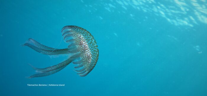 Μέδουσες και Χελώνες κοντά στις ακτές