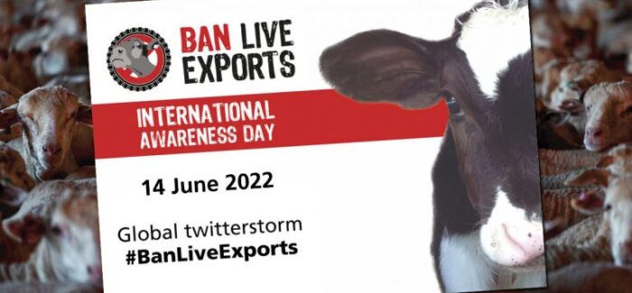 Ban Live Exports: Stop στους βασανισμούς και τον θάνατο χιλιάδων ζώων κατά  τις μεταφορές