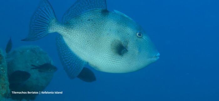 Ένας νέος γείτονας στα νερά της Σκάλας!