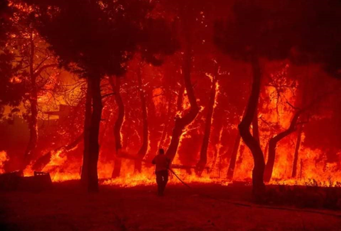 Οι γύπες δεν θα ξαναφωλιάσουν στο δάσος της Δαδιάς