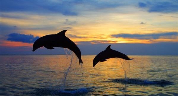 Οι φάλαινες και τα δελφίνια θα είναι τα πρώτα θύματα στο βωμό του  κέρδους των πετρελαϊκών;