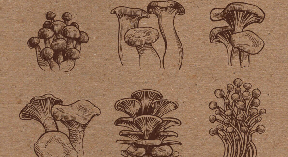 Διημερίδα Αναγνώρισης και Συλλογής Μανιταριών….