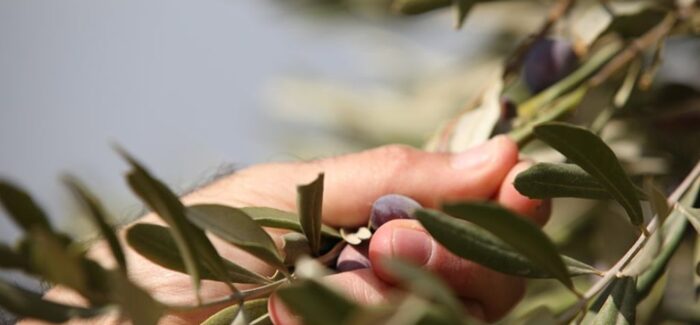 Αδειοδότηση νέων φυτεύσεων αμπελώνων με οινοποιήσιμες ποικιλίες.