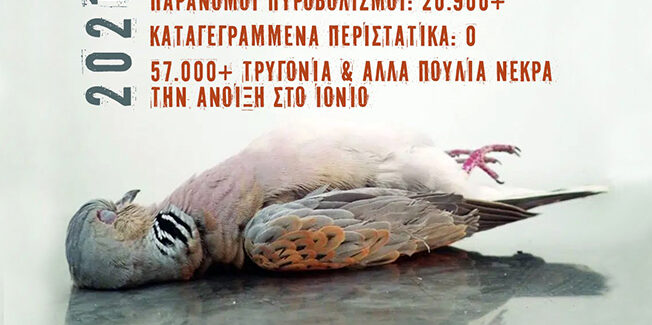 Οργιάζει η ανοιξιάτικη λαθροθηρία στο Ιόνιο!