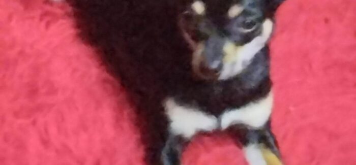 Χάθηκε σκυλάκι στα Φαρακλάτα….