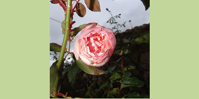 Ευχές από το Κοργιαλένειο Ιστορικό και Λαογραφικό Μουσείο Αργοστολίου