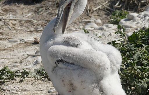 Νέες αποστολές σήμανσης Αργυροπελεκάνων στη Δυτική Ελλάδα