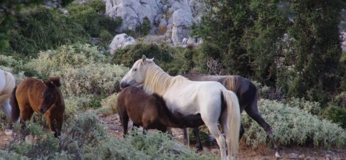 Τα άγρια ζώα του Αίνου σε εξορία.