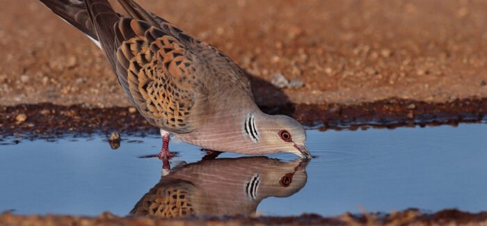 1 στα 6 Τρυγόνια της Ευρώπης σταματά στην Ελλάδα για ανεφοδιασμό