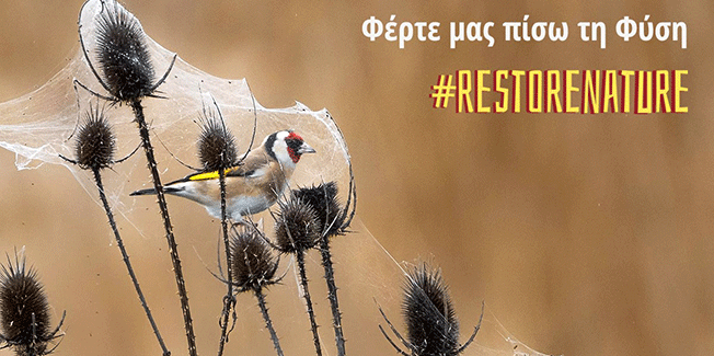 EU Nature Restoration Law: Ο νέος φιλόδοξος νόμος για την αποκατάσταση της Φύσης κινδυνεύει