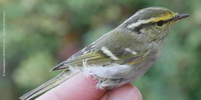 ΝΑΙ της Επιτροπής Περιβάλλοντος για την αποκατάσταση της φύσης