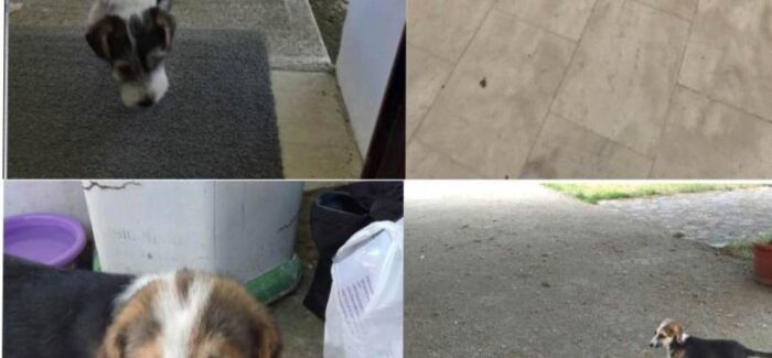 Δύο εγκαταλελειμμένα σκυλάκια στον Πόρο Κεφαλονιάς ζητούν υιοθεσία!