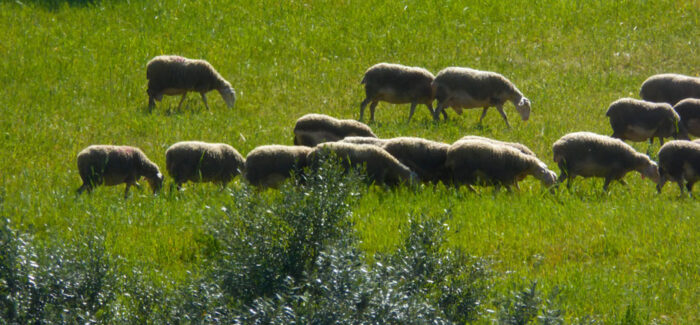 Ασπίδα στα δάση πρόβατα με… GPS και επιδότηση ΕΕ
