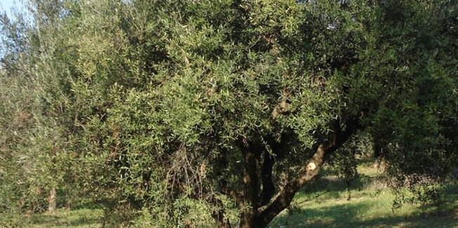 Αγροτικά σεμινάρια – μαθήματα για διάφορα αγροτικά θέματα